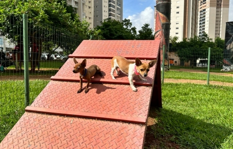 Goiânia conta com 82 espaços públicos gratuitos projetados para recreação de pets